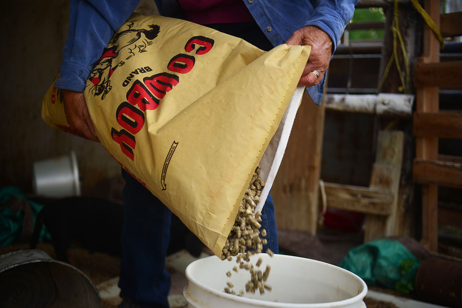 Sue Jarrard fills a bucket with Cowboy Brand pellets to feed her cows